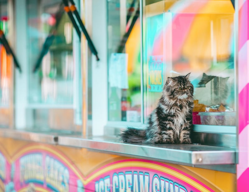 Global Fusion Food Festivals